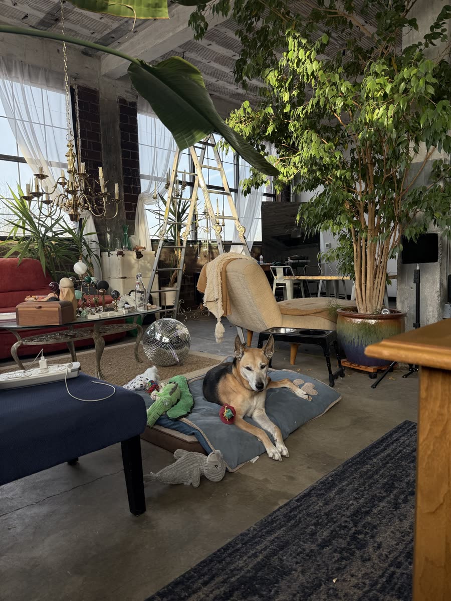 A dog resting on a bed in the private studio, surrounded by plants, a ladder, a brass chandelier and a mirror ball.
